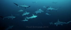 Sudan and hammerhead sharks
