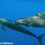 Three False killer whales