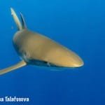 Image of a Silky Shark