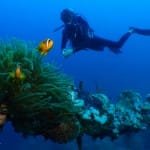 Past and Present - Anemone and clown fish on Umbria wreck structures, a scuba diver on the background