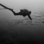 Scuba diver and barracuda silhouettes - Black and White pic