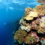 Sudanese Red Sea reef