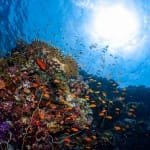 Sudanese Red Sea Reef