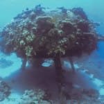 Conshelf II "Urchin", Shab Rumi