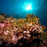 Sudanese Red Sea Reef