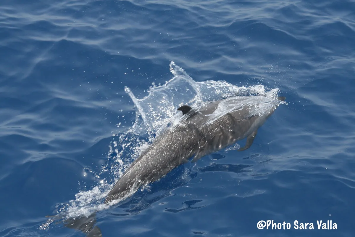 Dolphin