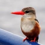 Kingfisher resting on Don Questo