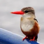 Kingfisher resting on Don Questo