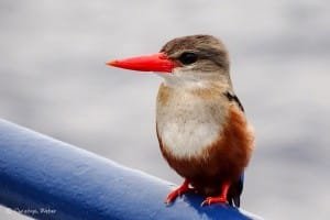Kingfisher resting on Don Questo